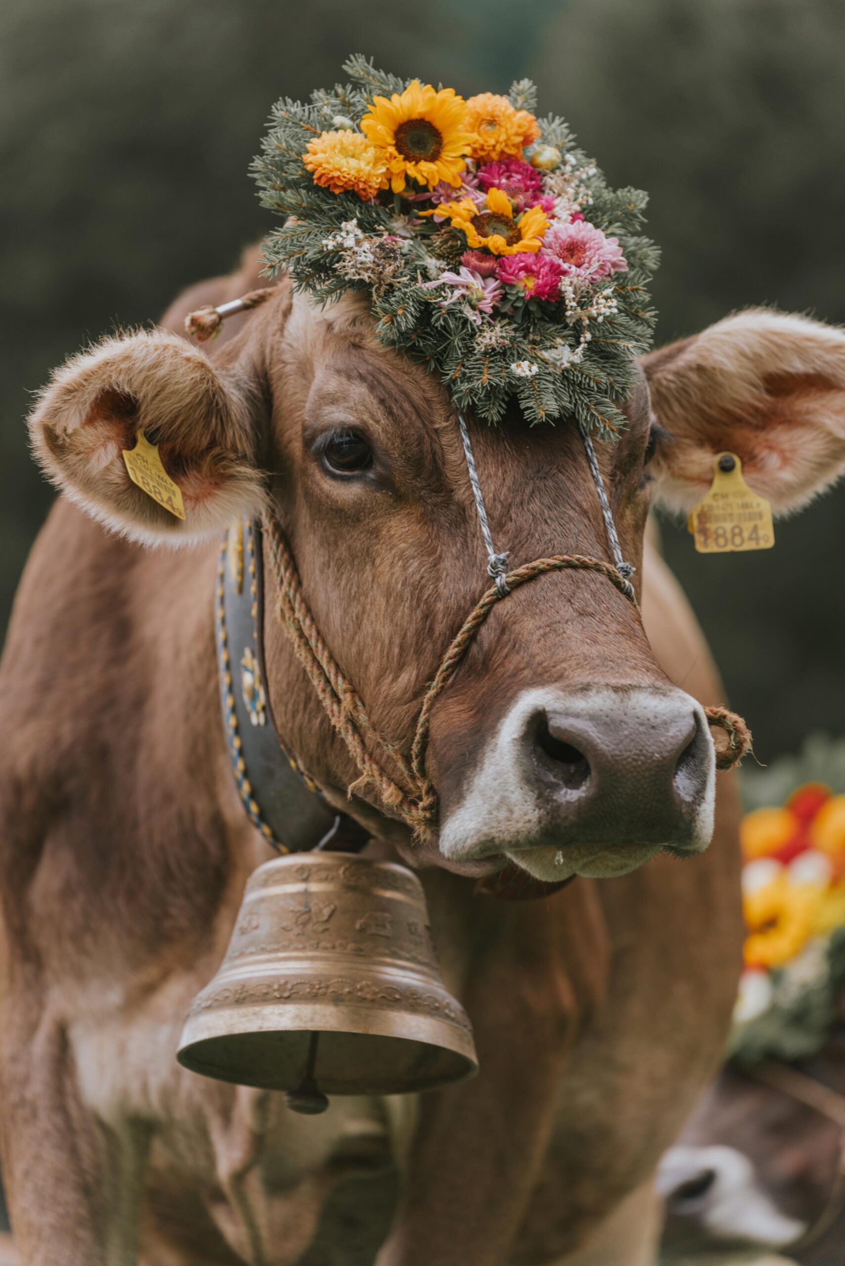 Through cow protection, we safeguard dharma, nurture compassion, and ensure collective prosperity